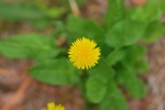 セイヨウタンポポ	西洋蒲公英	Taraxacum officinale	3～9月