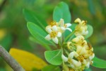 トベラ	扉	Pittosporum tobira	4～6月