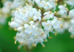 20140609ネズミモチ	鼠黐	Ligustrum japonicum	6月