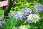 アジサイ	紫陽花	Hydrangea macrophylla	5～7月