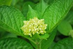 アジサイ	紫陽花	Hydrangea macrophylla	5～7月