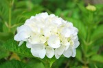 20140612アジサイ	紫陽花	Hydrangea macrophylla	5～7月