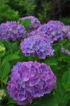 アジサイ	紫陽花	Hydrangea macrophylla	5～7月