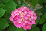 アジサイ	紫陽花	Hydrangea macrophylla	5～7月