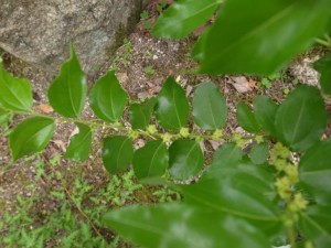 20140620ナツメの花 (1)