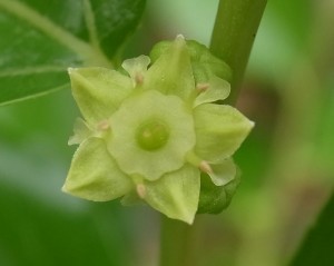 20140620ナツメの花