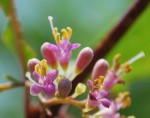 ムラサキシキブ	紫式部	Callicarpa japonica	6～8月