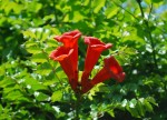 アメリカノウゼンカズラ	アメリカ凌霄花	Campsis radicans	7～9月