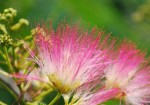 20140625ネムノキ	合歓木	Albizia julibrissin	6～7月