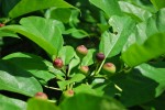 イヌビワ	犬枇杷	Ficus erecta var. erecta	10～11月