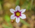 ニワゼキショウ	庭石菖	Sisyrinchium atlanticum	5～6月