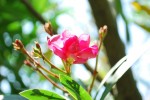 キョウチクトウ	夾竹桃	Nerium oleander var. indicum	6～9月