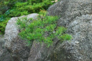 2014068力強く成長する植物 (1)