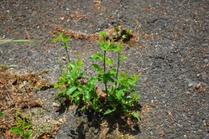 2014068力強く成長する植物 (2)