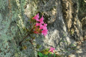 2014068力強く成長する植物 (3)