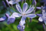 アガパンサス		Agapanthus africanus	6～8月