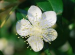 20140702ギンバイカ	銀梅花	Myrtus communis	5～6月