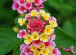 20140703ランタナ		Lantana camara	5～10月