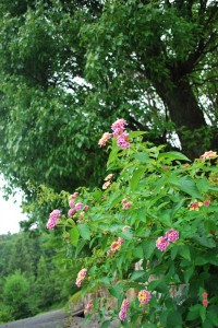 20140703ランタナの花 (2)