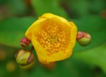 キンシバイ	金糸梅	Hypericum patulum	6～7月