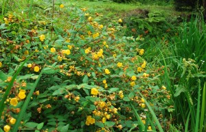 20140705キンシバイの花 (2)