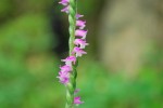 20140714 ネジバナ	捩花	Spiranthes sinensis var. amoena	5～8月