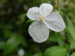 20140715コガクウツギ	小額空木	Hydrangea luteovenosa	5～7月