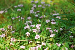 20140716ヒメイワダレソウの花 (1)