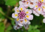 20140716ヒメイワダレソウ	姫岩垂草	Lippia canescens	6～9月