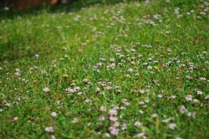 20140716ヒメイワダレソウの花 (2)