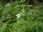 20140717コウスイハッカ(レモンバーム)	香水薄荷	Melissa officinalis	6～7月