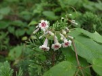 ヘクソカズラ	屁糞蔓	Paederia scandens	8～9月