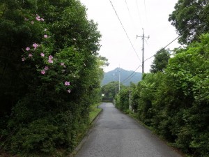 20140719ムクゲの花 (2)