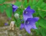 キキョウ	桔梗	Platycodon grandiflorus	7～9月