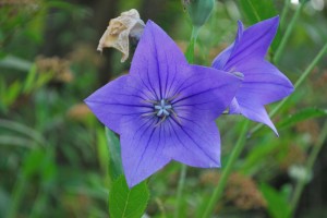 20140720キキョウの花 (2)