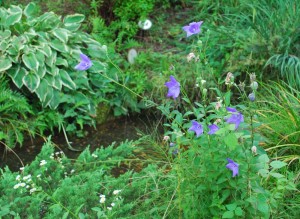 20140720キキョウの花 (3)