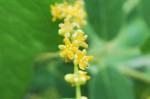 カエデドコロ	楓野老（雄花）	Dioscorea quinquelobata	7～8月