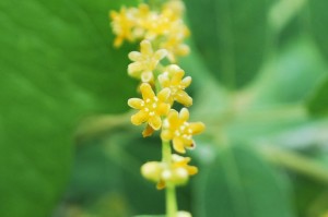 20140722カエデドコロの花 (3)