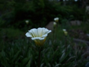 20140723ガザニアの花 (1)-2