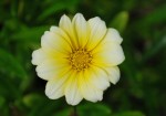 ガザニア、クンショウギク	勲章菊	Gazania sp.	4～10月