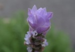 ラベンダー		Lavandula cv.	6～8月