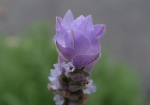 20140724ラベンダーの花 (3)