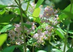 コムラサキ	小紫	Callicarpa dichotoma	7～8月