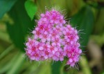 20140726シモツケ	下野	Spiraea japonica	5～8月