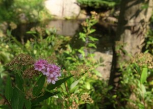 20140726シモツケの花 (2)