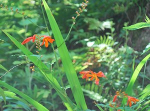 20140727ヒメヒオウギズイセンの花 (2)