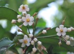 20140731マンリョウ	万両	Ardisia crenata	7～8月