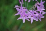 ツルバキア・ビオラセア		Tulbaghia violacea	5～8月