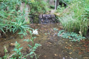 20140804セリの花 (4)