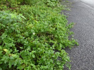 20140806ペパーミントの花 (3)